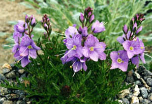 Veronica schmidtiana var lineariloba
